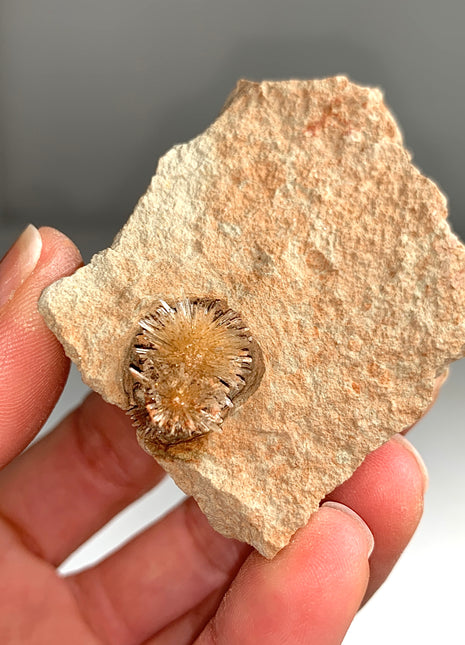Bursting Sun Aragonite Ball in Cluster - From Pantoja, Spain