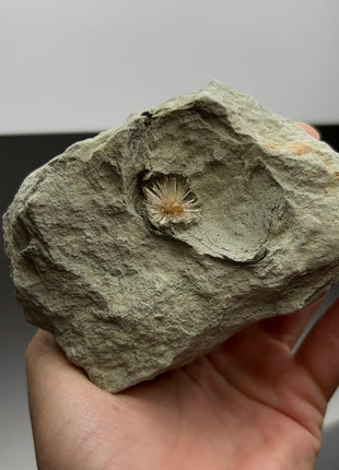 Bursting Sun Aragonite in Cluster - From Pantoja, Spain