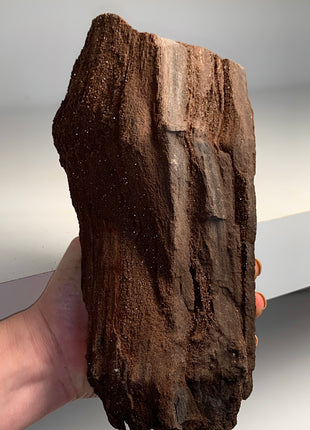 Stunning and Rare Permineralized Fossil Wood with Quartz - From Germany *