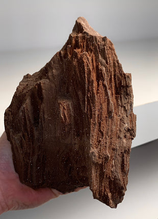 Stunning and Rare Permineralized Fossil Wood with Quartz - From Germany *