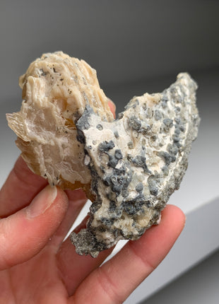 Clam Fossil with Gemmy Golden Calcite - Ruck’s Pit, Florida
