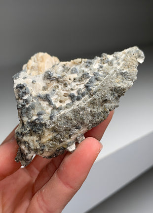 Clam Fossil with Gemmy Golden Calcite - Ruck’s Pit, Florida
