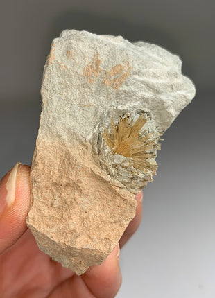 New ! Bursting Sun Aragonite in Cluster - From Pantoja, Spain