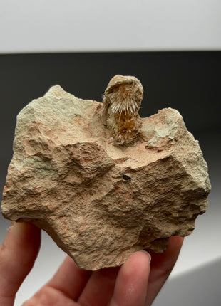 Bursting Sun Aragonite in Cluster - From Pantoja, Spain Special Price 💥