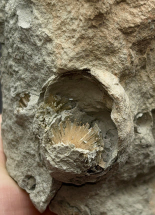 Bursting Sun Aragonite in Cluster - From Pantoja, Spain