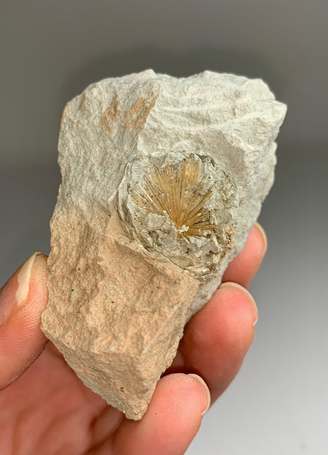 New ! Bursting Sun Aragonite in Cluster - From Pantoja, Spain