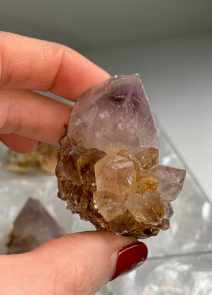 Cactus Quartz Smoky Amethyst Clusters Lot From South African Republic - 9 Pieces !