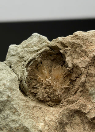Bursting Sun Aragonite in Cluster - From Pantoja, Spain