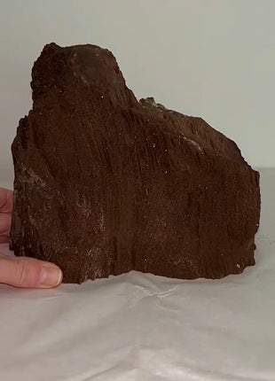 Stunning and Rare Permineralized Fossil Wood with Quartz - From Germany