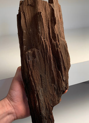 Stunning and Rare Permineralized Fossil Wood with Quartz - From Germany *