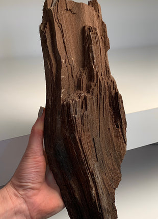 Stunning and Rare Permineralized Fossil Wood with Quartz - From Germany *