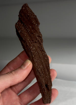 Stunning and Rare Permineralized Fossil Wood with Quartz - From Germany