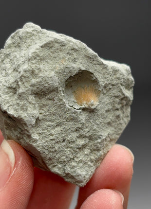 Bursting Sun Aragonite in Cluster - From Pantoja, Spain