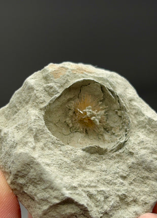 Bursting Sun Aragonite in Cluster - From Pantoja, Spain