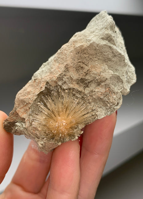 New ! Bursting Sun Aragonite Ball in Cluster - From Pantoja, Spain