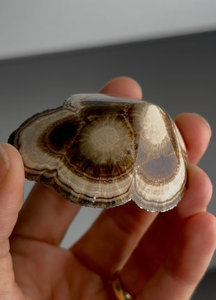 Barite with Marcasite Diamond PM1419