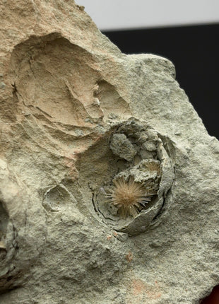 Bursting Sun Aragonite in Cluster - From Pantoja, Spain