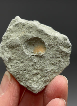 Bursting Sun Aragonite in Cluster - From Pantoja, Spain