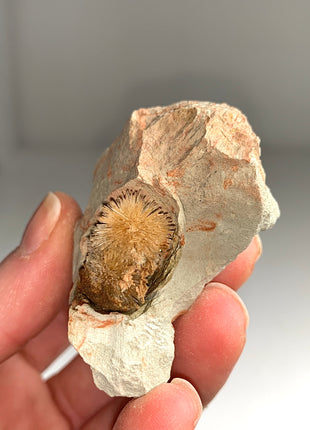 Bursting Sun Aragonite Ball in Cluster - From Pantoja, Spain