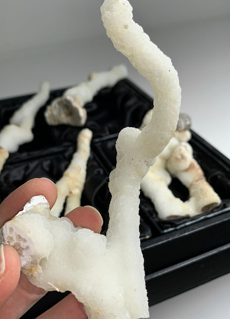 New ! White Coral Chalcedony Stalactite Lot - 6 pieces !