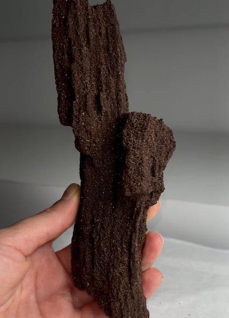 Stunning and Rare Permineralized Fossil Wood with Quartz - From Germany