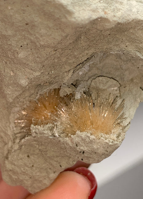 Bursting Sun Aragonite in Cluster - From Pantoja, Spain