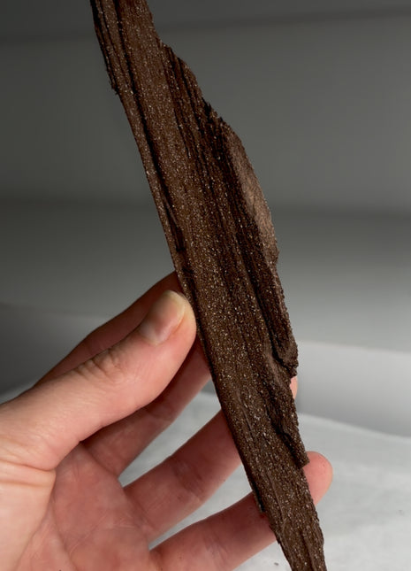 Stunning and Rare Permineralized Fossil Wood with Quartz - From Germany