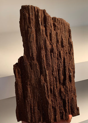 Stunning and Rare Permineralized Fossil Wood with Quartz - From Germany *