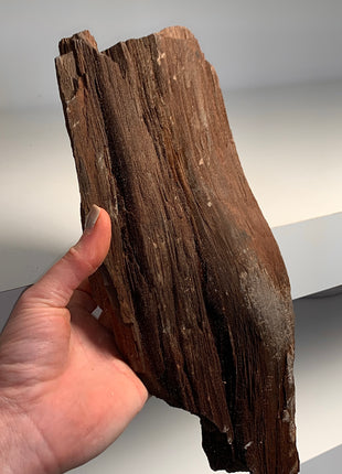 Stunning and Rare Permineralized Fossil Wood with Quartz - From Germany *