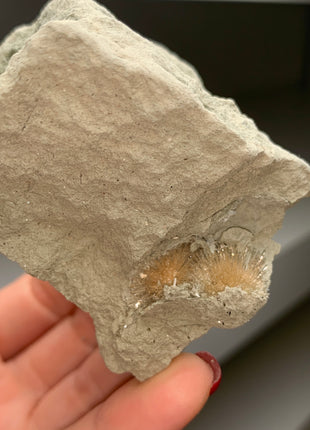 Bursting Sun Aragonite in Cluster - From Pantoja, Spain