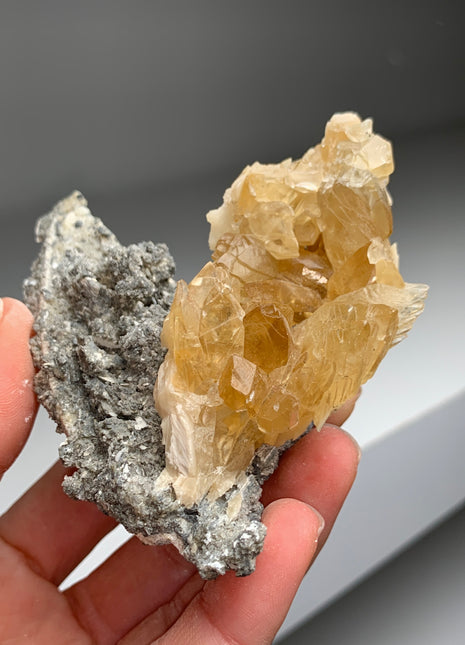 Clam Fossil with Gemmy Golden Calcite - Ruck’s Pit, Florida
