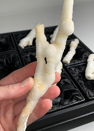 New ! White Coral Chalcedony Stalactite Lot - 6 pieces !