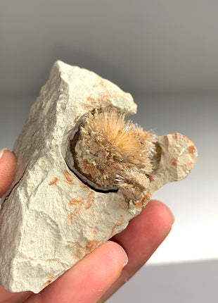 Bursting Sun Aragonite Ball in Cluster - From Pantoja, Spain