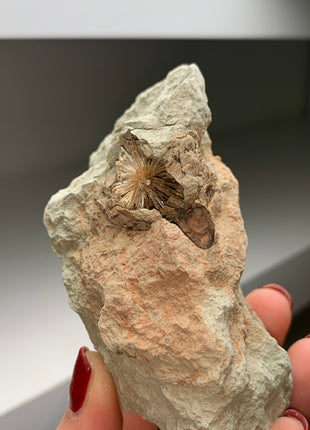 New ! Bursting Sun Aragonite Ball in Cluster - From Pantoja, Spain