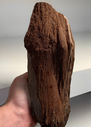 Stunning and Rare Permineralized Fossil Wood with Quartz - From Germany *