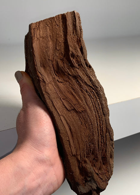 Stunning and Rare Permineralized Fossil Wood with Quartz - From Germany *