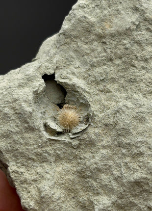 Bursting Sun Aragonite in Cluster - From Pantoja, Spain