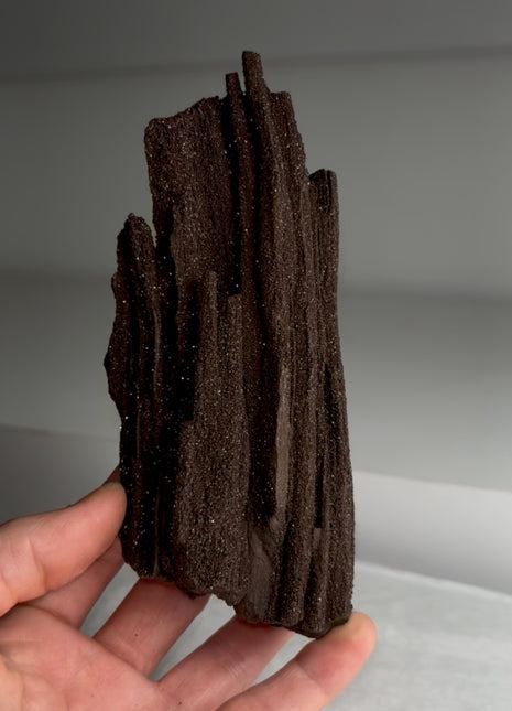 Stunning and Rare Permineralized Fossil Wood with Quartz - From Germany