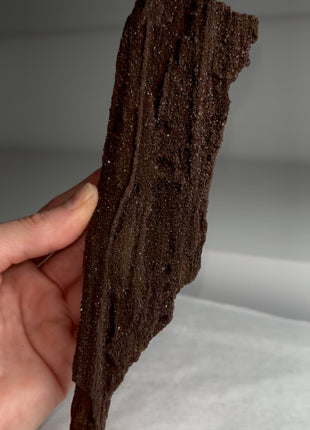 Stunning and Rare Permineralized Fossil Wood with Quartz - From Germany