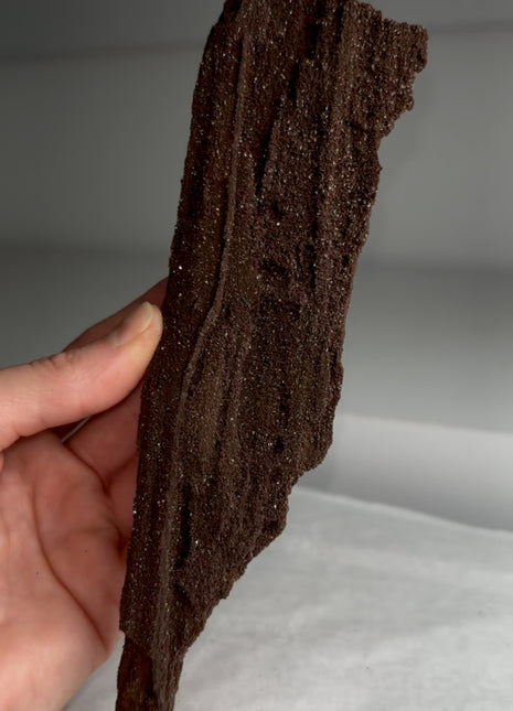 Stunning and Rare Permineralized Fossil Wood with Quartz - From Germany