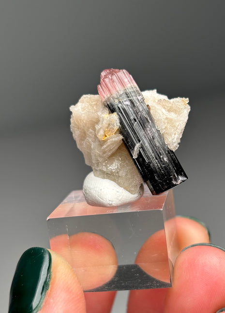 Pink Cap Tourmaline with Cleavelandite