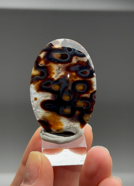 New Arrival ! Orbicular Agate