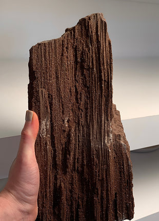 Stunning and Rare Permineralized Fossil Wood with Quartz - From Germany *