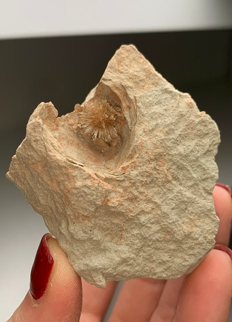 Bursting Sun Aragonite in Cluster - From Pantoja, Spain