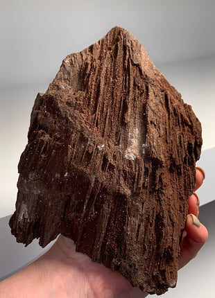 Stunning and Rare Permineralized Fossil Wood with Quartz - From Germany *