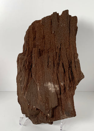 Stunning and Rare Permineralized Fossil Wood with Quartz From Germany - 5+ kgs ! *