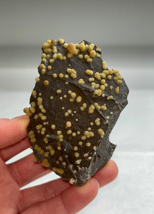 Botryoidal Calcite from Montalto di Castro, Italy