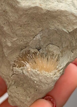 Bursting Sun Aragonite in Cluster - From Pantoja, Spain