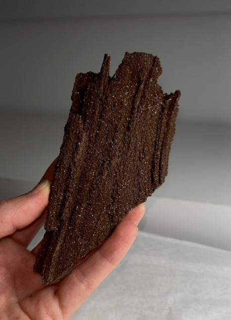 Stunning and Rare Permineralized Fossil Wood with Quartz - From Germany