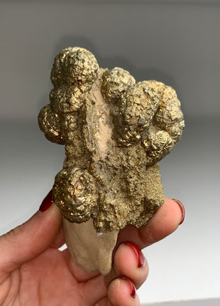 Unusual ! Pyrite on Rock Matrix Specimen